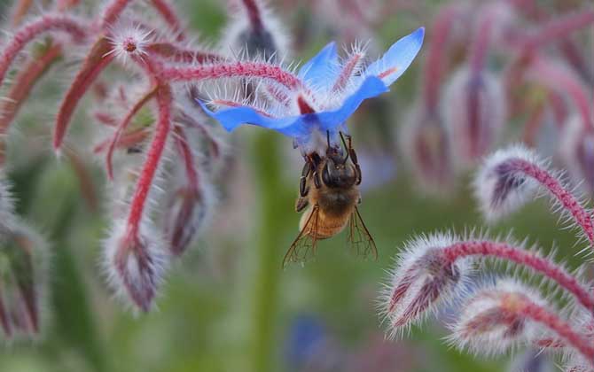What Color Do Bees Like Best BeePlaza beekeeping Shop