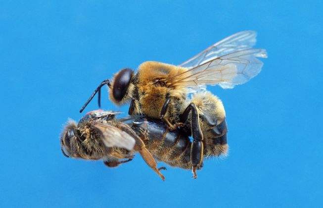 picture of a drone bee