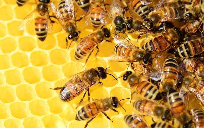 Where Did Our Honey Bees Go To?