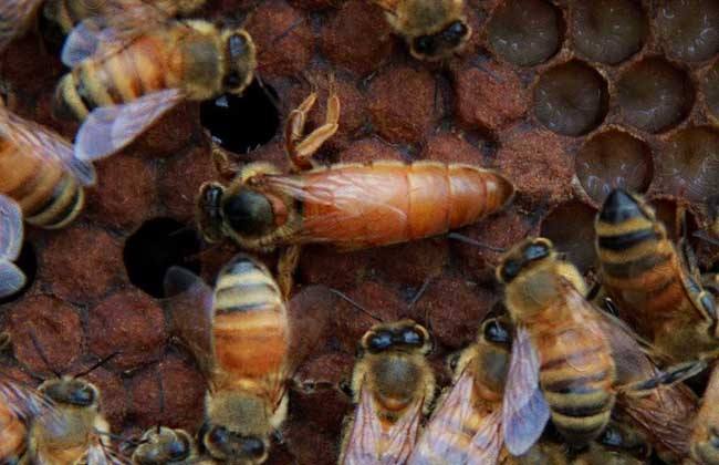 What happened to the worker bees killing the queen bee? - beeplaza