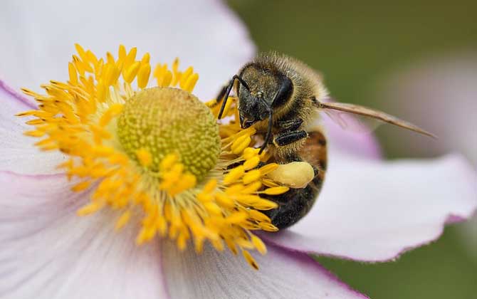 spiritual-meaning-of-bees-in-your-house-fauna-facts